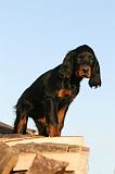 SETTER GORDON 012